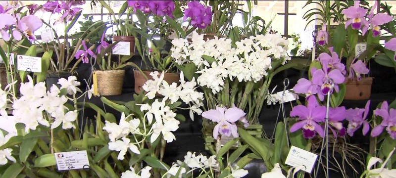 Programação terá curso gratuito sobre cultivo e sorteio de orquídeas