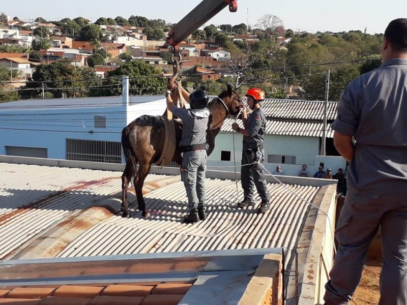 Cavalo é resgatado de cima de telhado em Lins