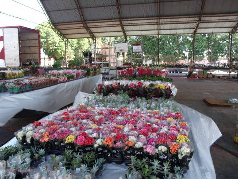 Festival das Flores começa hoje na quadra do Nagibão