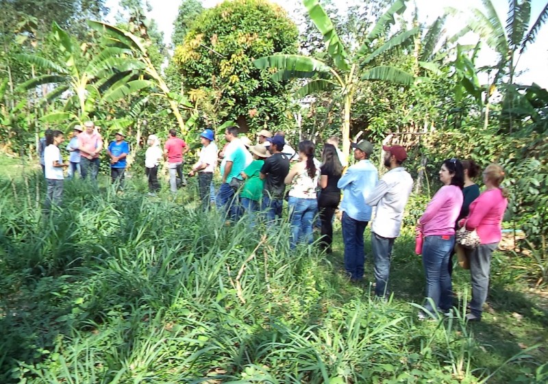 Daep sedia encontro sobre cultivo de frutas em agroflorestas