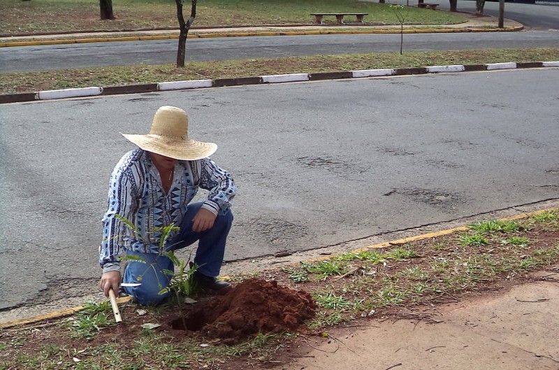 Projeto de floresta urbana é implantado na avenida Mato Grosso