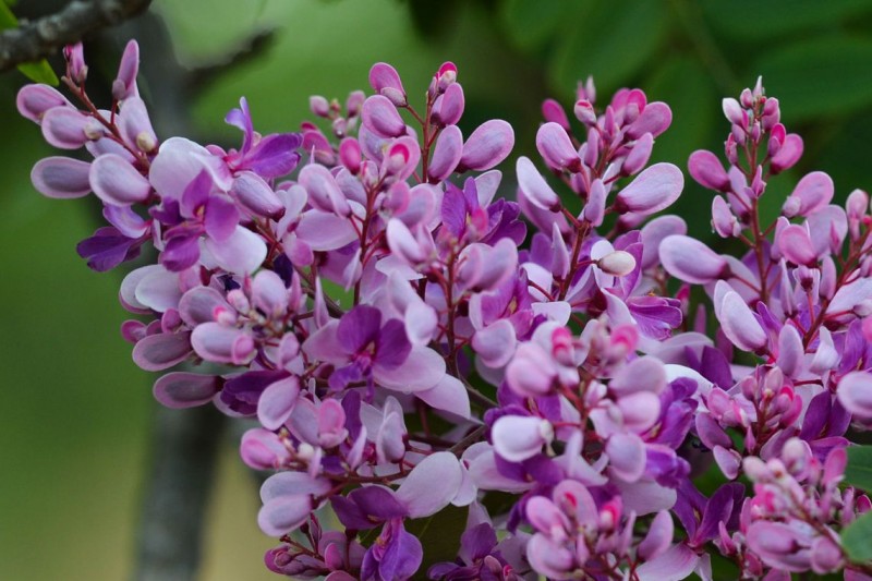 Primavera começa hoje, mas chuvas devem se fixar apenas em outubro