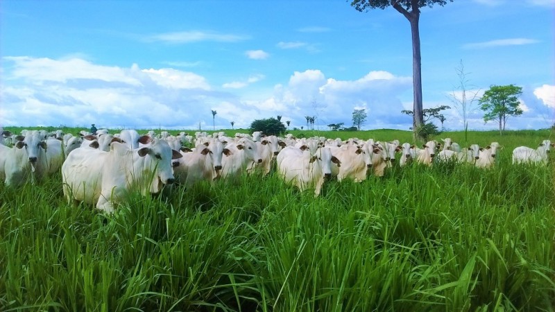 Portaria da AGU regulamenta renegociação do Refis Rural