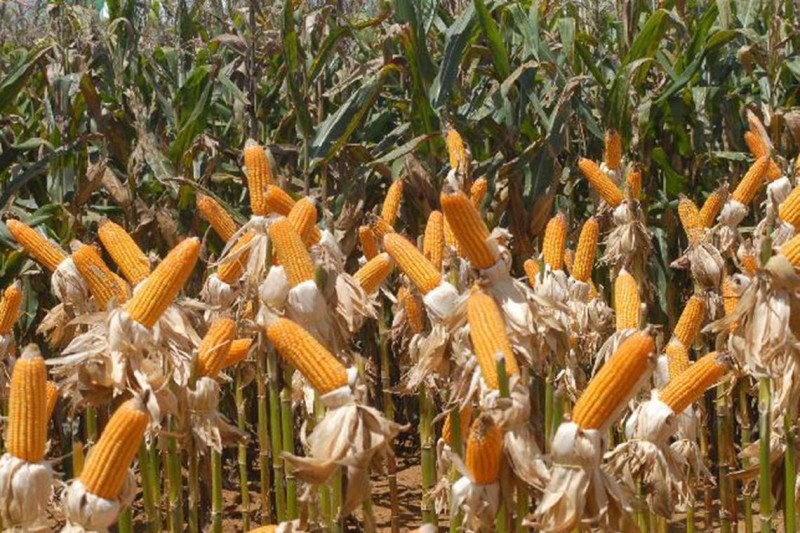 Governo quer aumentar lavouras com seguro rural
