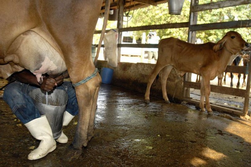 Meta da agropecuária é abastecer mercado interno, diz Tereza Cristina