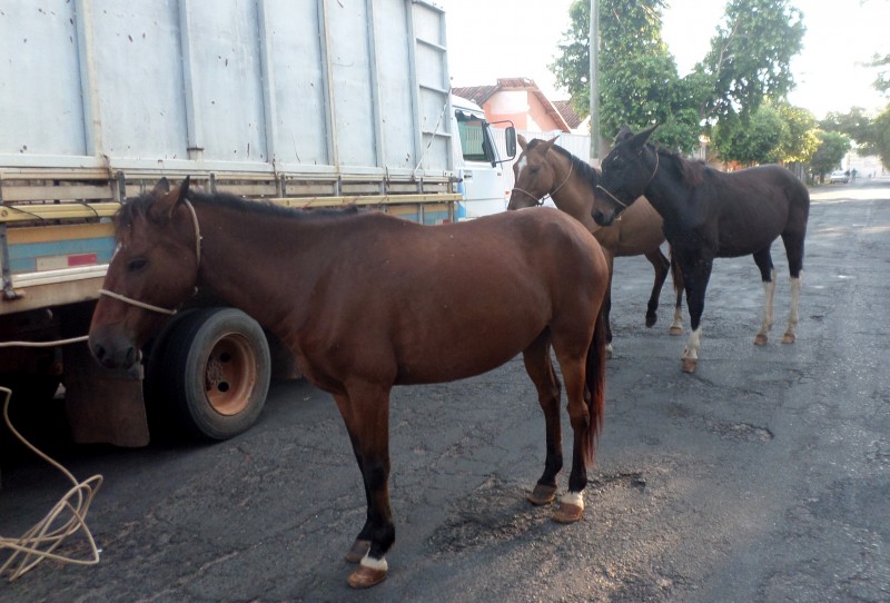 Nova operação “Cata Cavalo” apreende cinco animais