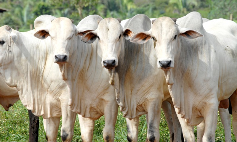 Lavrador tem bezerros furtados de propriedade rural