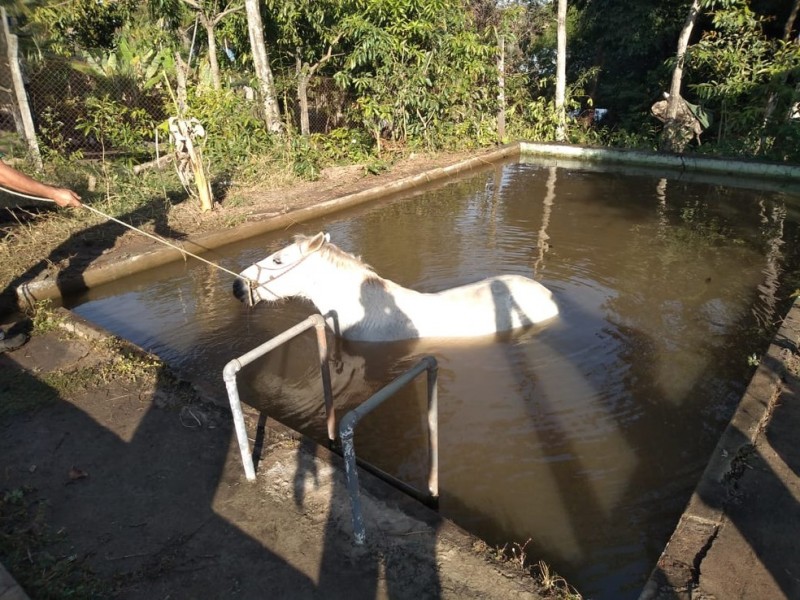 Cavalo é resgatado por bombeiros após cair em tanque de criação de peixes em Novo Horizonte