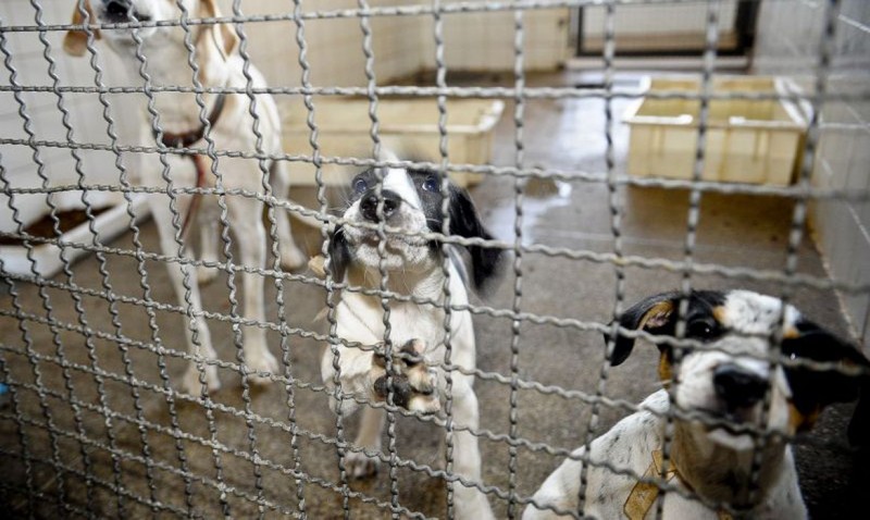 Adoção de animais domésticos é opção em meio ao isolamento social