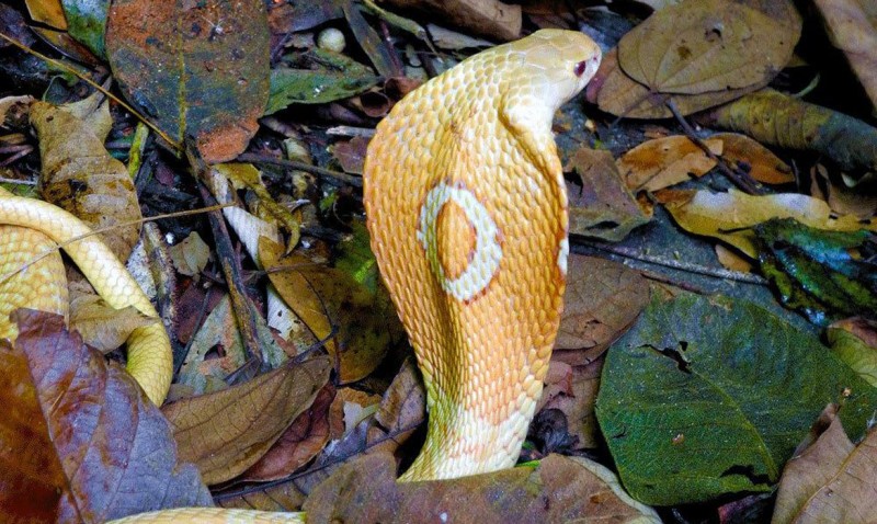 Estudante picado por cobra naja no Distrito Federal deve sair da UTI