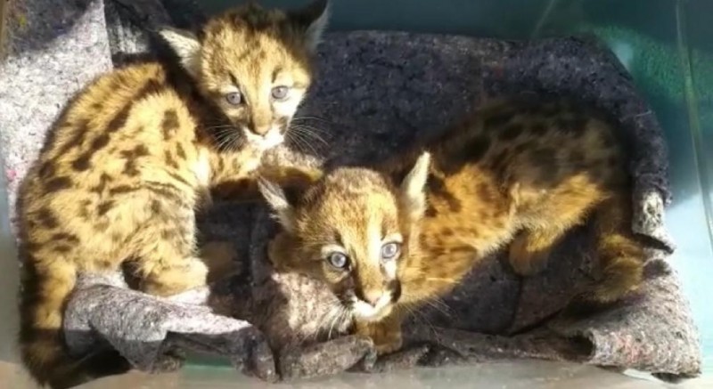 Filhotes de onça-parda são resgatados em fazenda de Novo Horizonte