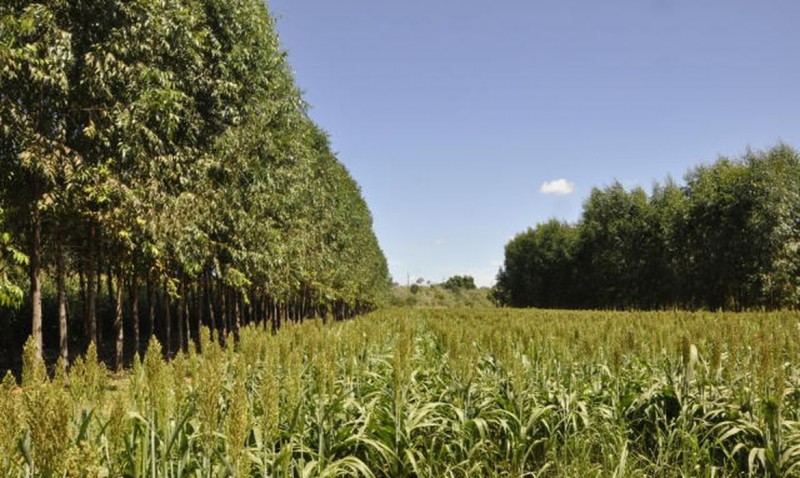 Portaria detalha diretrizes do AgroNordeste