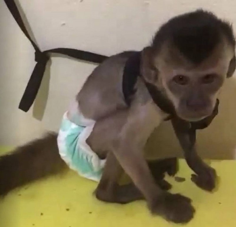 Polícia investiga furto de macacos na Unesp em Araçatuba