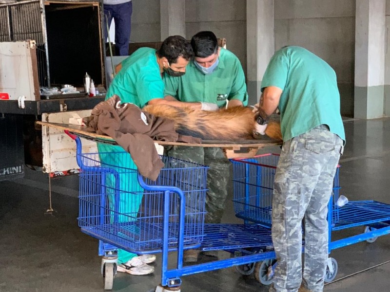 Lobo-guará é encontrado no estacionamento de hipermercado em Rio Preto