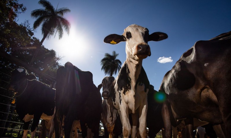 Começa a segunda etapa da vacinação contra febre aftosa