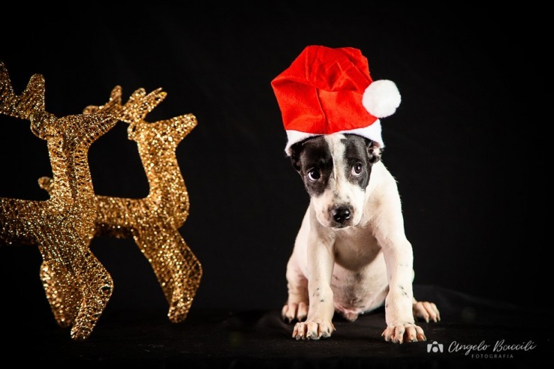 Animais da Apap ganham ensaio fotográfico de Natal para estimular adoção