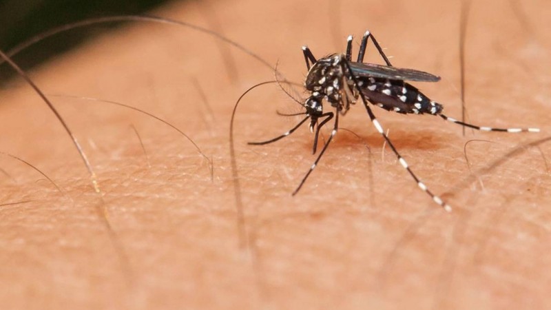 Aedes: população deve estar alerta e eliminar criadouros do mosquito