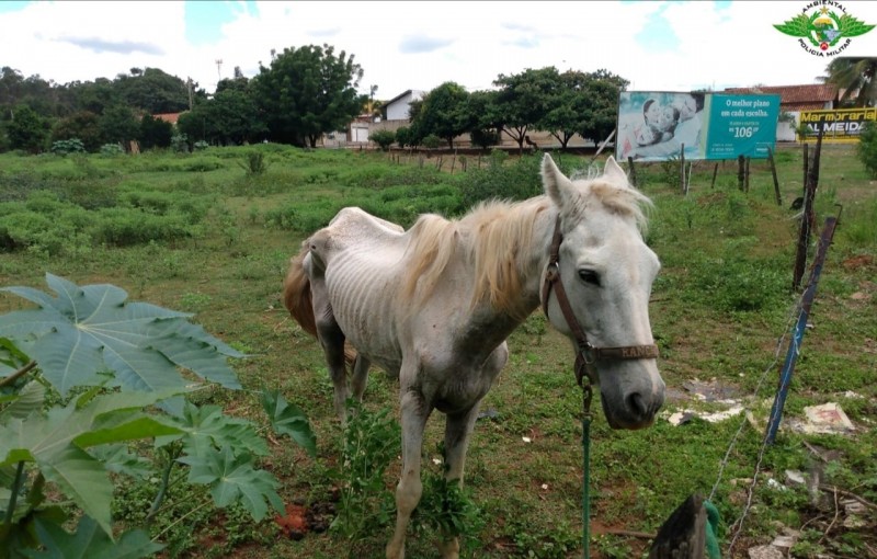 Carroceiro é autuado em R$ 3 mil pela Polícia Ambiental por maus-tratos a cavalo