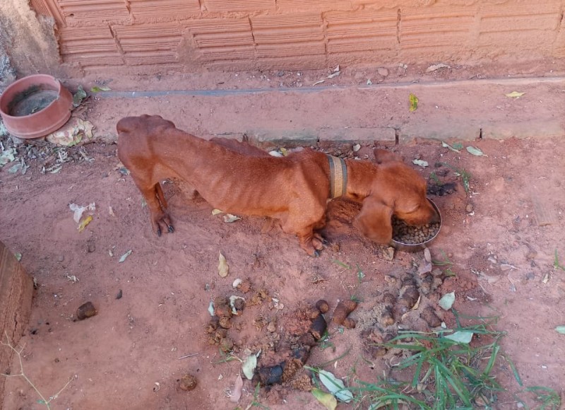 Cachorro é resgatado de imóvel após denúncia de maus-tratos