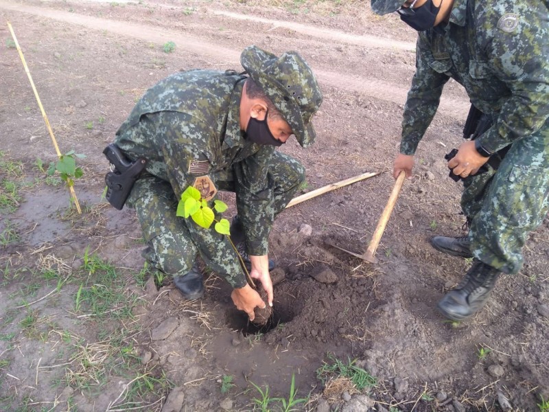 Plantio de mudas marca ações feitas pela Polícia Militar Ambiental em Penápolis