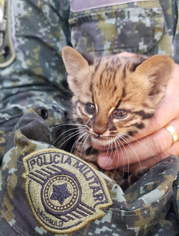 Filhote de gato-do-mato é resgatado às margens da Marechal Rondon