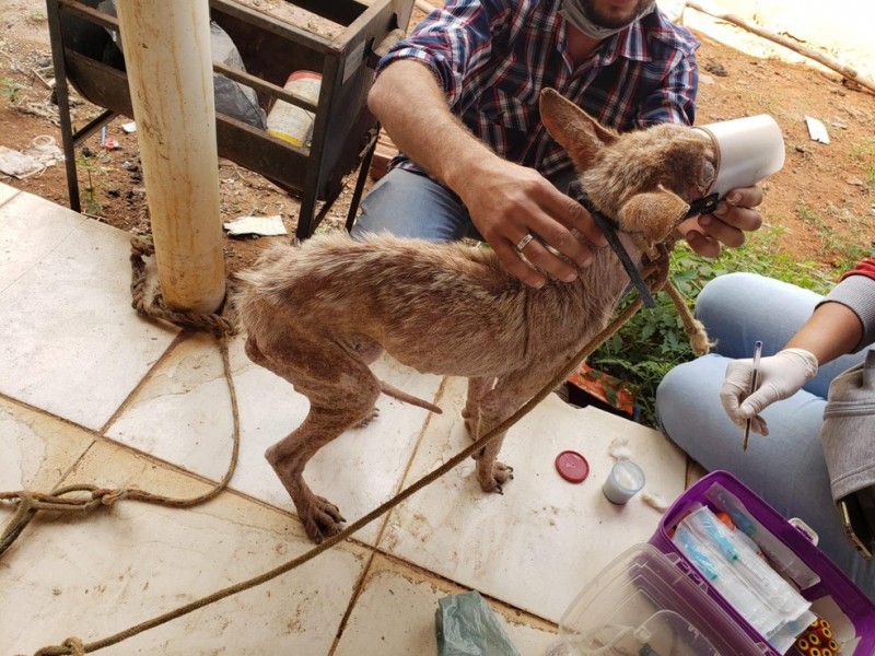 Homem é preso e multado por maus-tratos a animais em Valparaíso