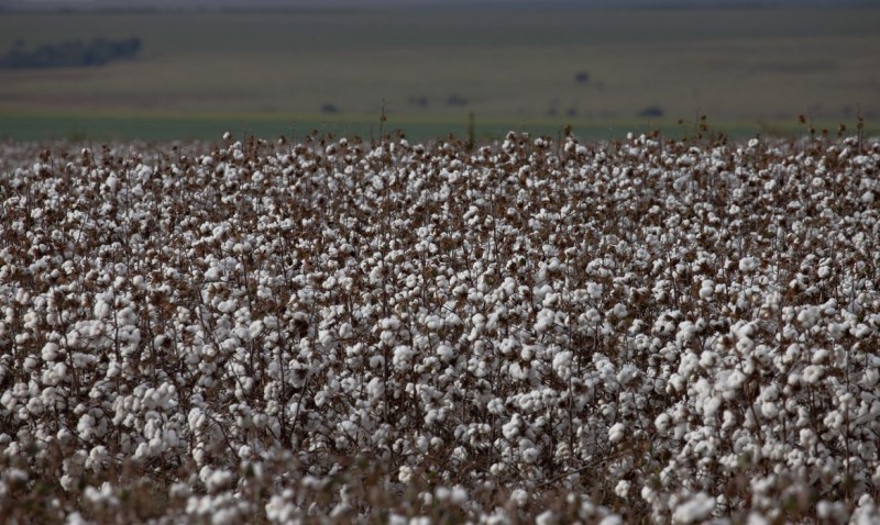 São Paulo lança programa AgroSP+Seguro e anuncia crédito para produtor