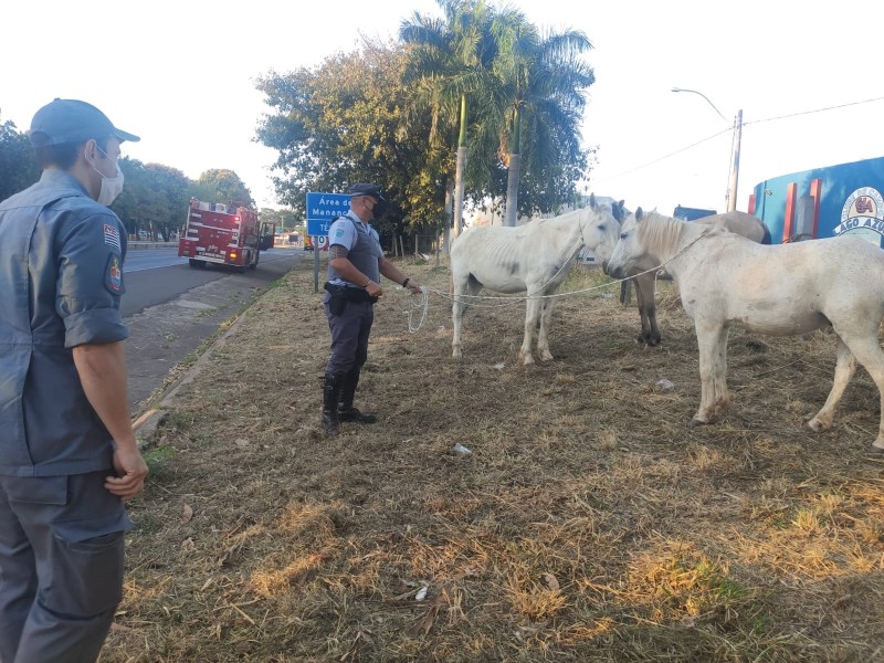 Cavalos soltos são capturados na Arnaldo Covolan