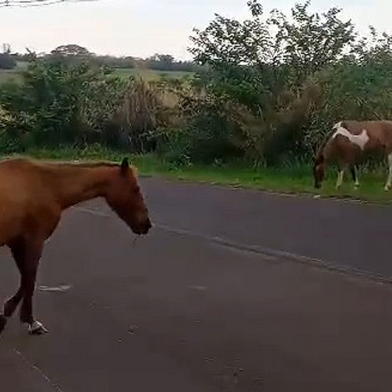 Câmara defende cuidados contra animais de grande porte soltos