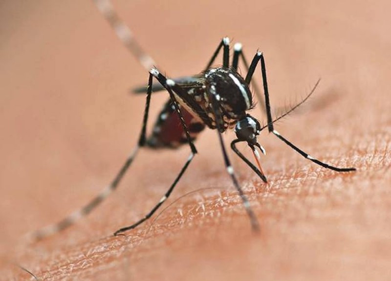 Rio Preto registra 20.405 casos de dengue e sete mortes