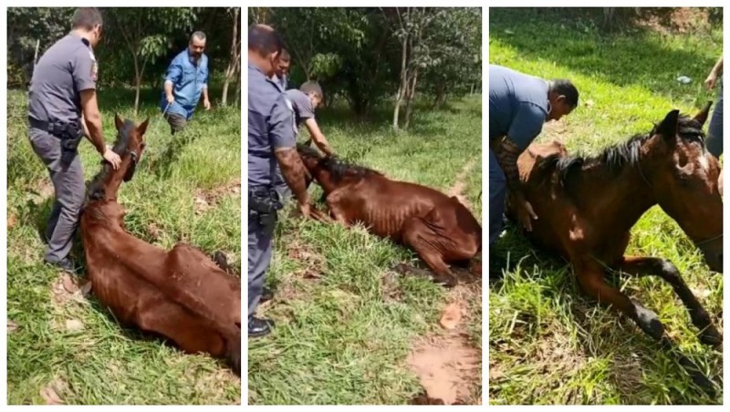 Cavalo com sinais de maus-tratos é resgatado por policiais em Birigui