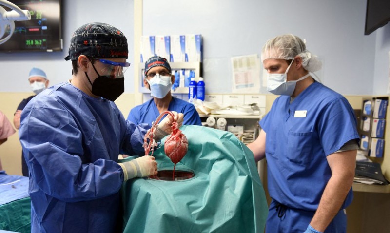 Homem se recupera após transplante com coração de porco