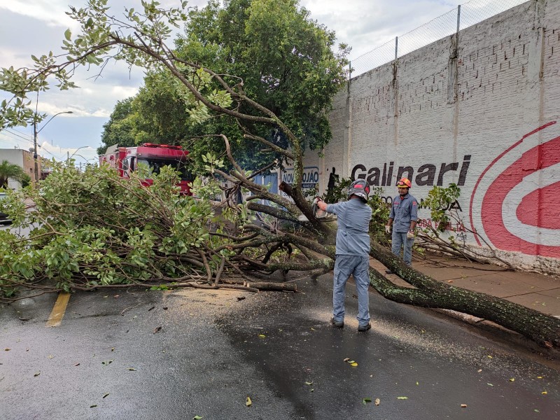 Penápolis registra chuva com granizo e queda de árvores em alguns pontos