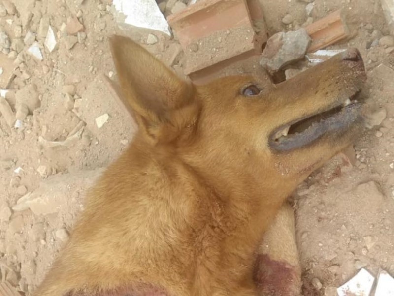 Cachorro é abandonado vivo e com as quatro patas mutiladas em Penápolis