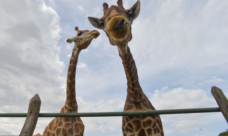 PF recolhe 15 girafas em resort e prende duas pessoas