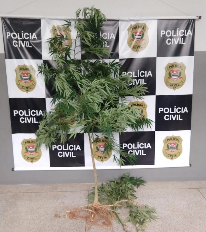 Polícia Civil de Penápolis apreende pé de maconha em imóvel no Osvaldo Vizoni