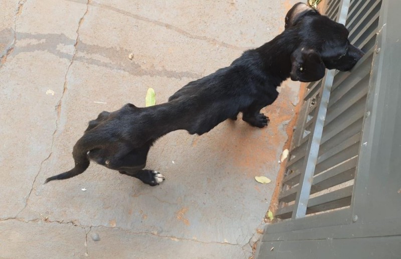 Cães são resgatados em situação de abandono em casa de Birigui; moradora foi multada em R$ 6 mil