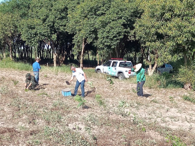 Ação da Polícia Ambiental e demais órgãos faz novo plantio de mudas na cidade