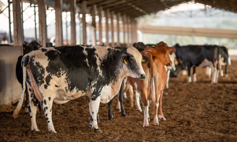 Vacinação contra febre aftosa começa neste domingo