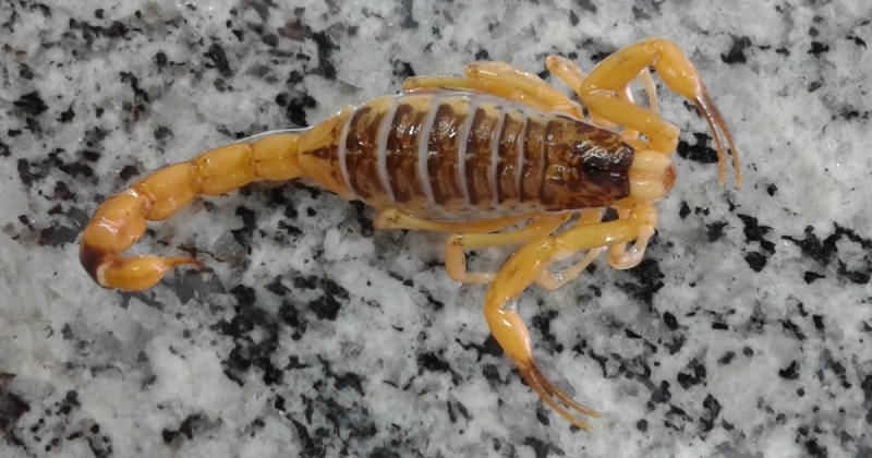 Menina de 4 anos morre por picada de escorpião em Luiziânia
