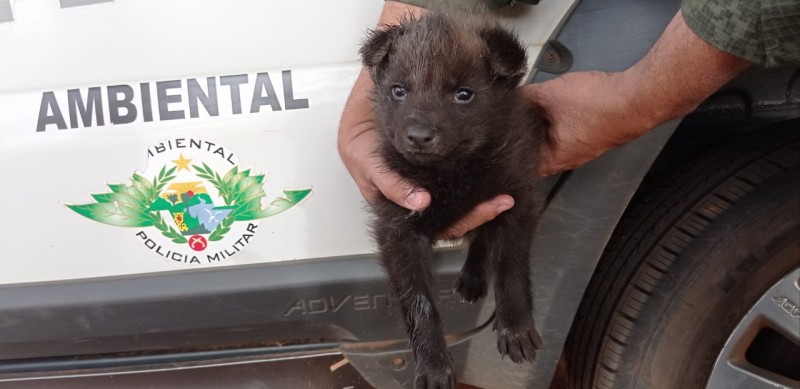 Polícia Militar Ambiental resgata filhote de lobo-guará em fazenda