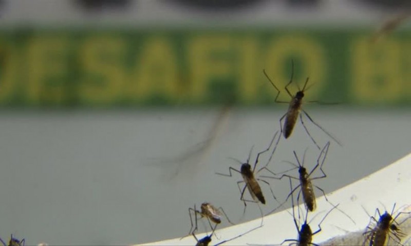 Brasil ultrapassa 500 mortes por dengue em 2022