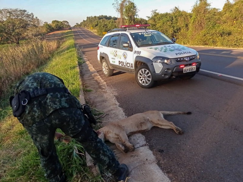 Onça-parda é encontrada morta em acostamento de rodovia