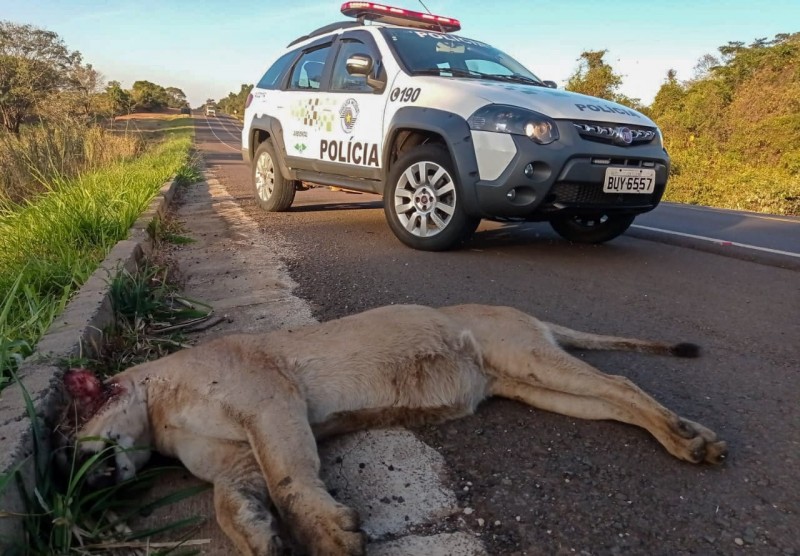 Sobe a quantidade de animais silvestres atropelados nas rodovias da região