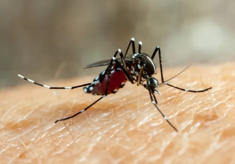 Rio Preto acumula mais de 19 mil casos de dengue em 2022