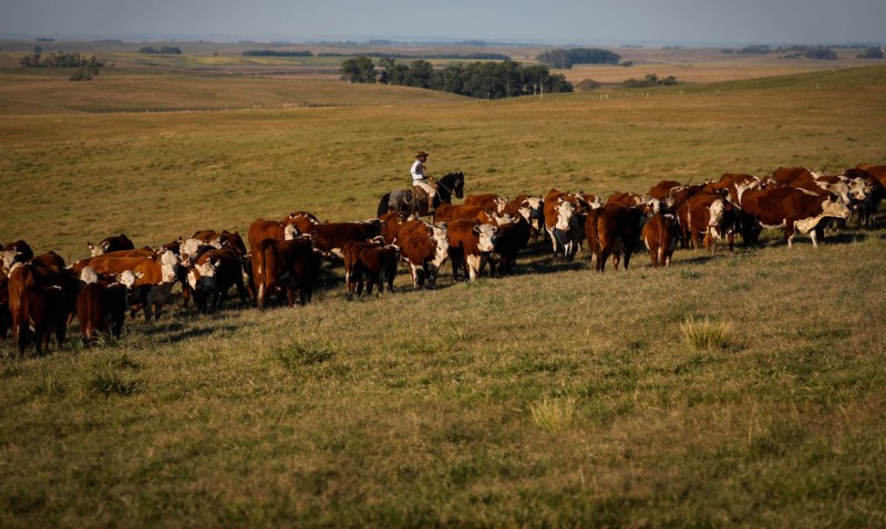 Febre aftosa: campanha de vacinação termina sábado