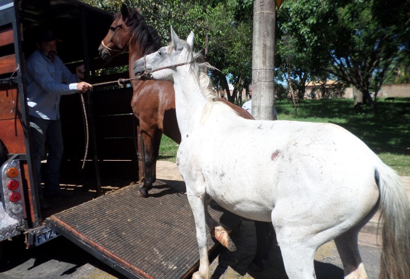 Prefeitura realiza apreensão de animais soltos em vias públicas