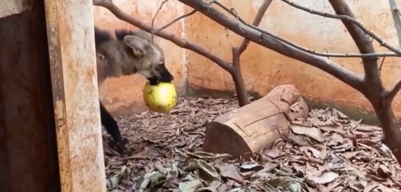 Lobo-guará resgatado em fazenda é treinado para procurar alimento