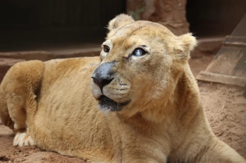 Leoa do Zoológico Municipal de Rio Preto morre aos 24 anos