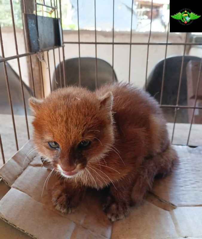 Gato-mourisco é resgatado pela Polícia Militar Ambiental em sítio